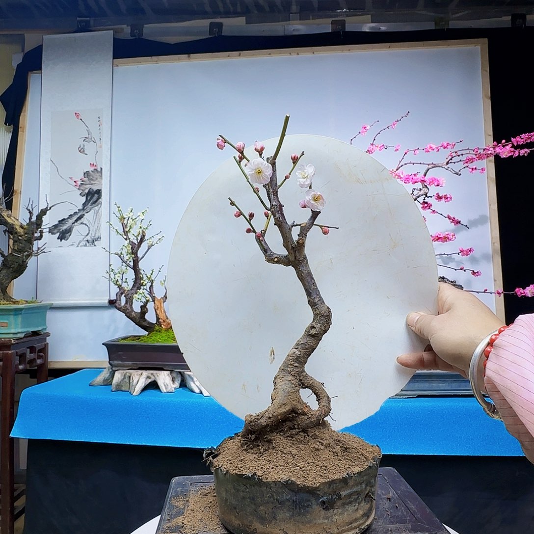 红陶∵刚回家快乐