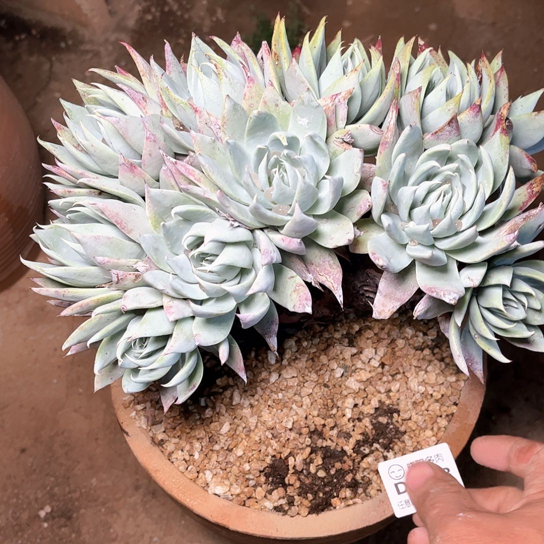 6123坎蒂丝仙女杯多肉