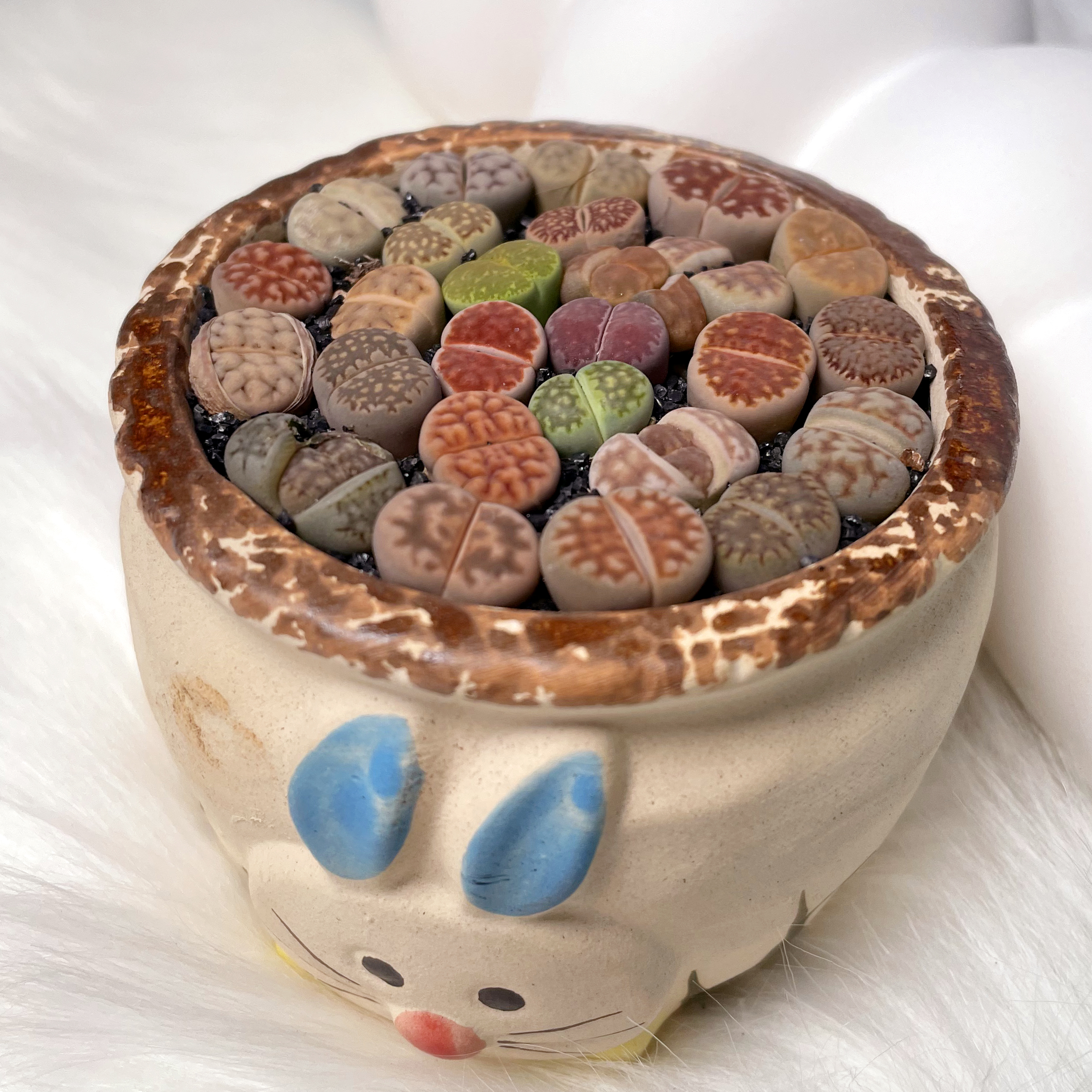 生石花多肉植物组合盆栽室内好养带盆带土原盆栽培种植