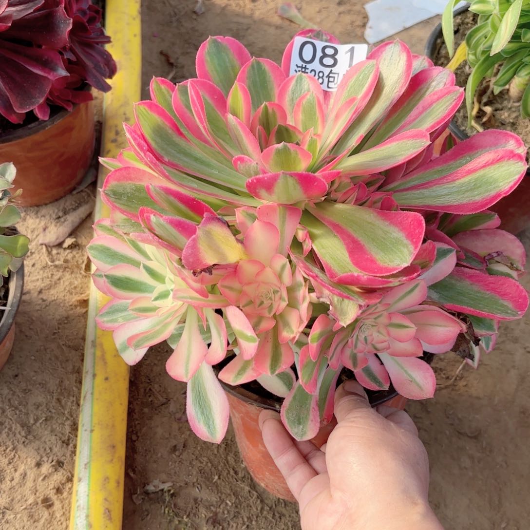 081粉女郎多肉111111