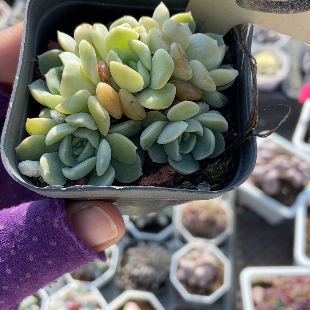 523容晶多肉植物多肉