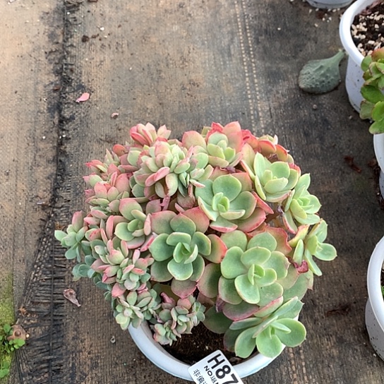 霞光缀化876 亏本处理退款拉黑7-8天发货