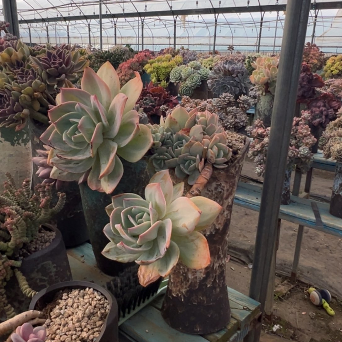 精品白凤妖桩 裸肉