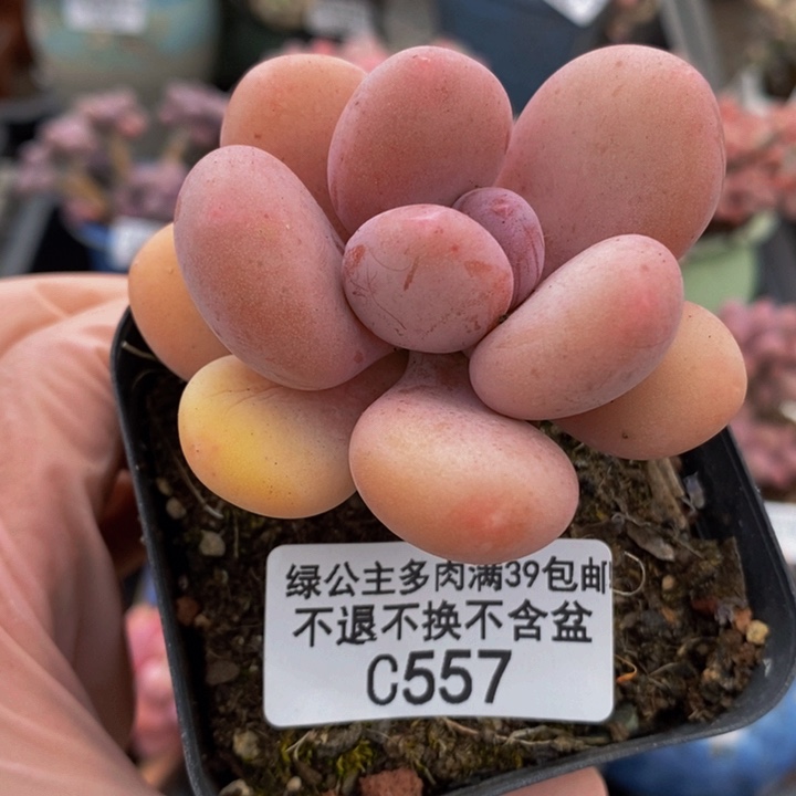 蛋黄奶单头557多肉植物
