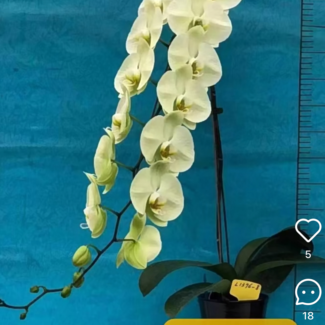 【绿帝王】3.0寸加高杯 绿色大花 带花剑