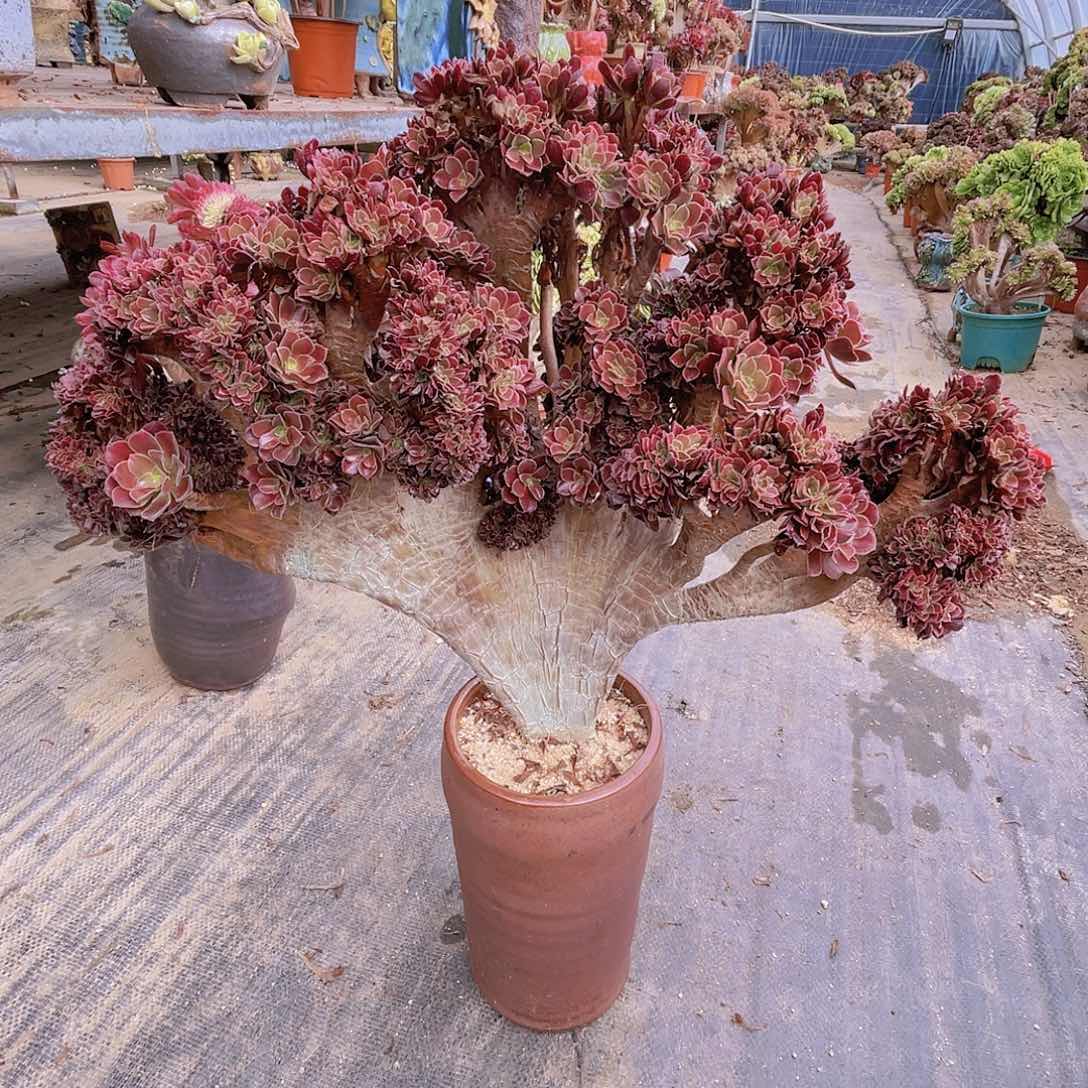 【闪购商品】无花朵元*梅花