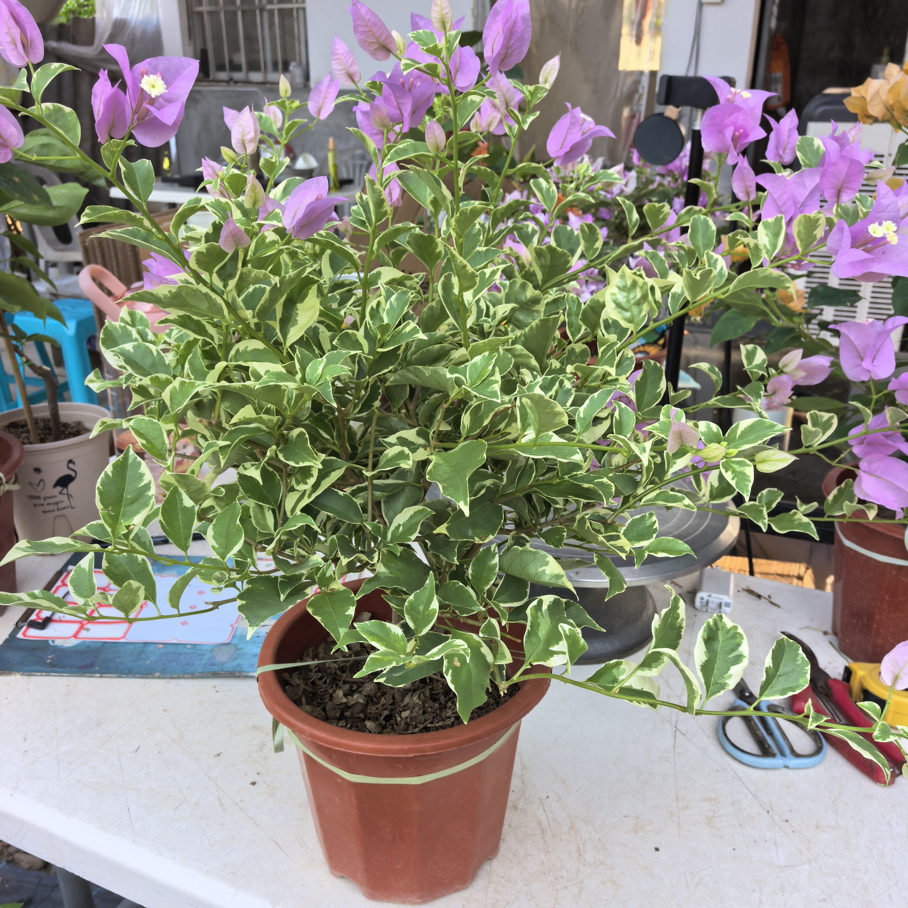 三角梅四季开花盆栽带花苞耐热花卉适合阳台庭院种植