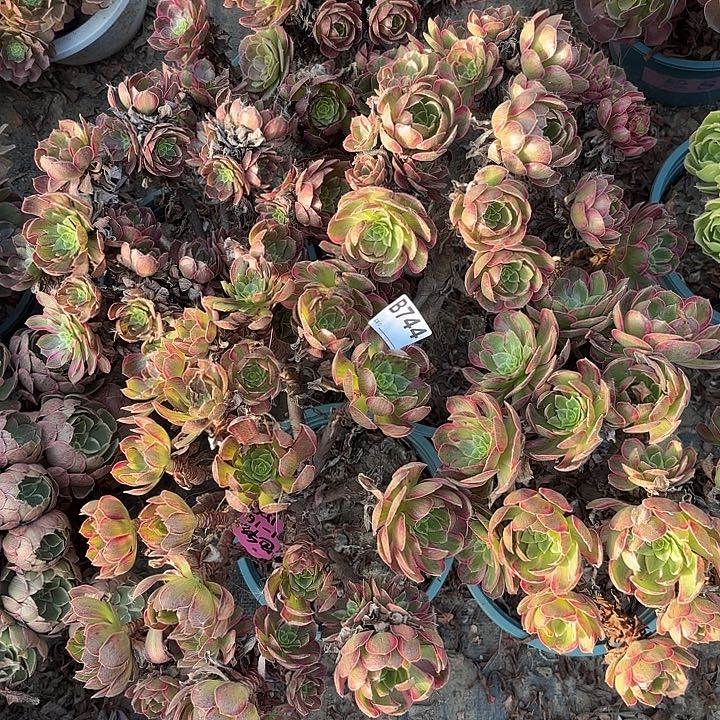 嘉***嘉安娜1-15-744偏远不包邮