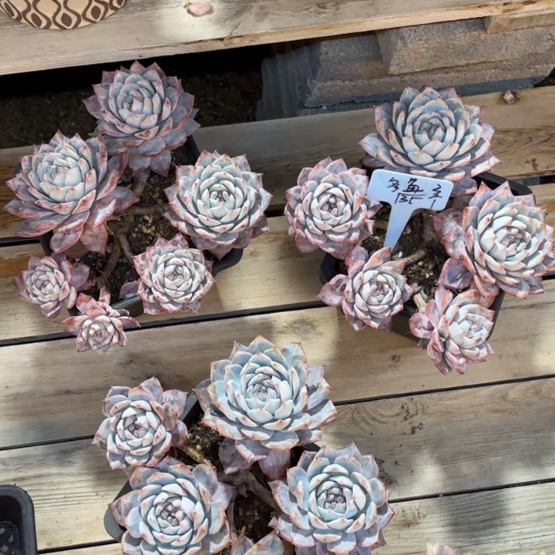 无花朵11111111111111