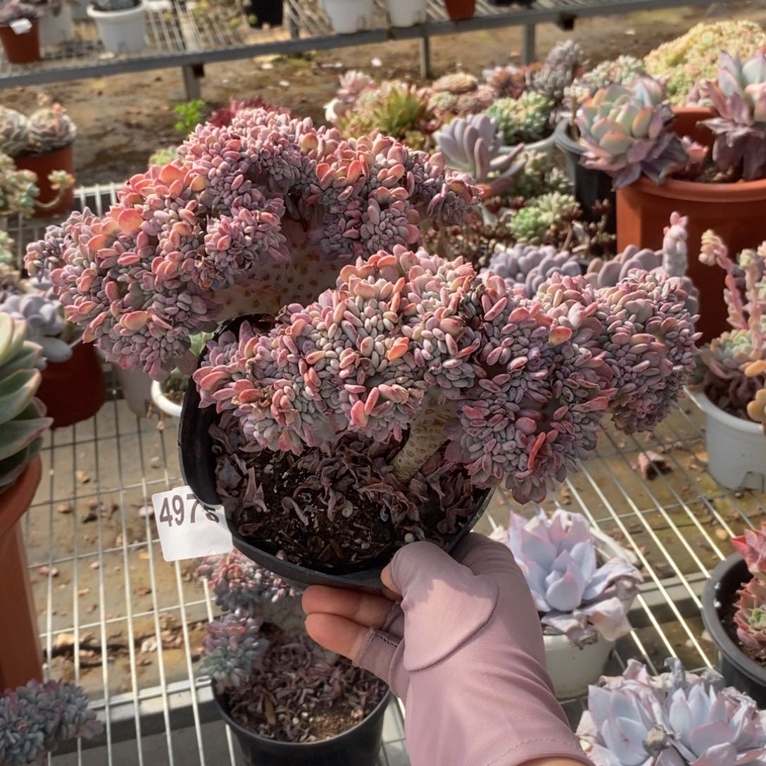 4975玛瑙缀化一物一拍