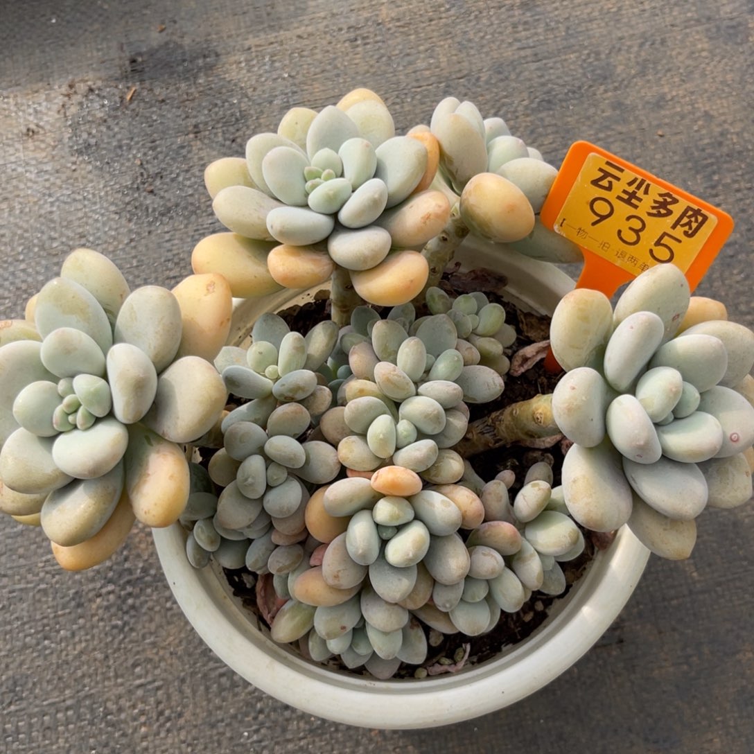 云尘多肉一物一拍935