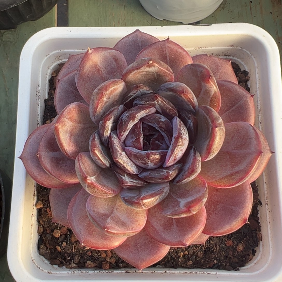 夜皇后美肉多肉植物