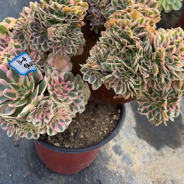 粉女巫缀多肉不包损44