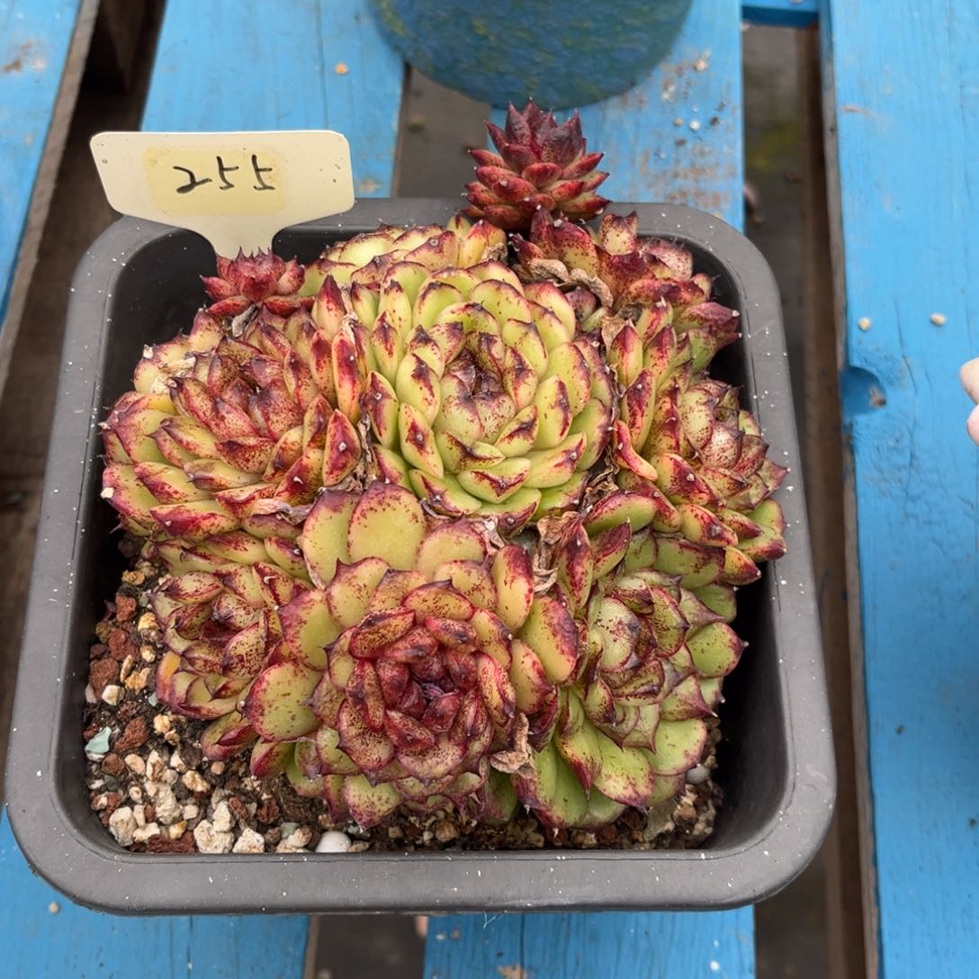 小雨多肉黑水晶玫瑰