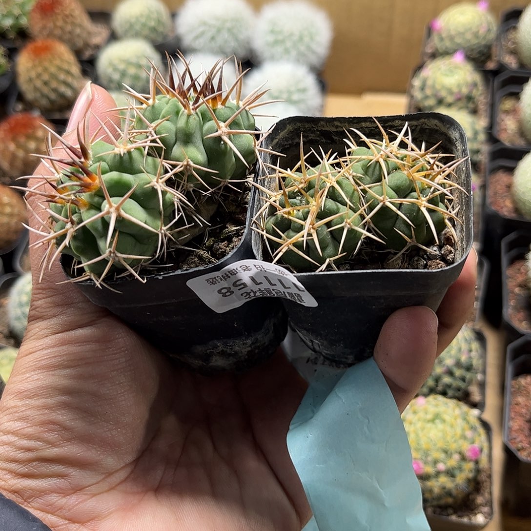 幸***店111158一物一拍碧岩玉