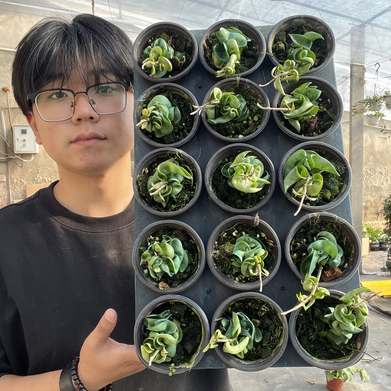 【太行】卷叶球兰养护简单经典阳台垂吊植物懒人花卉