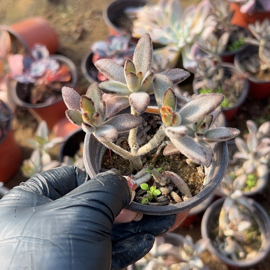 多肉植物多肉植物