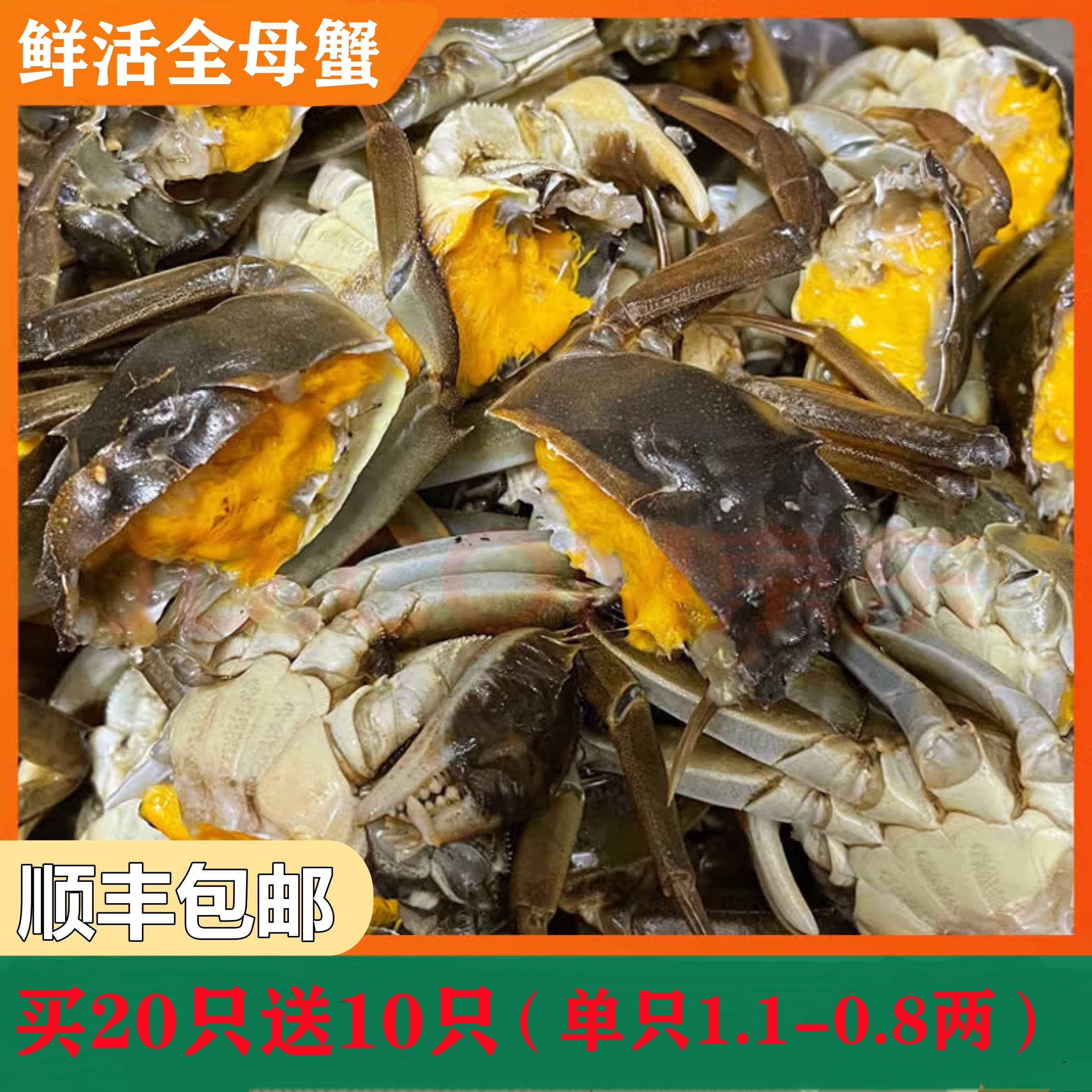 【买20只送10只】江苏河蟹 顶壳肥鲜活全母蟹1.1-0.8两顺丰包邮XW