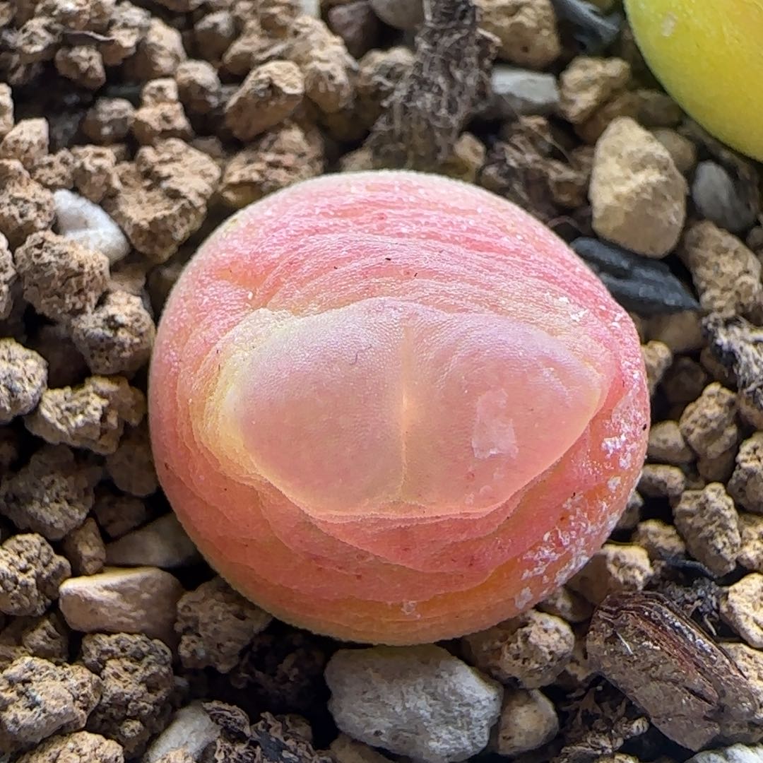 2.12.37/紫皮拉登/尺寸1.3