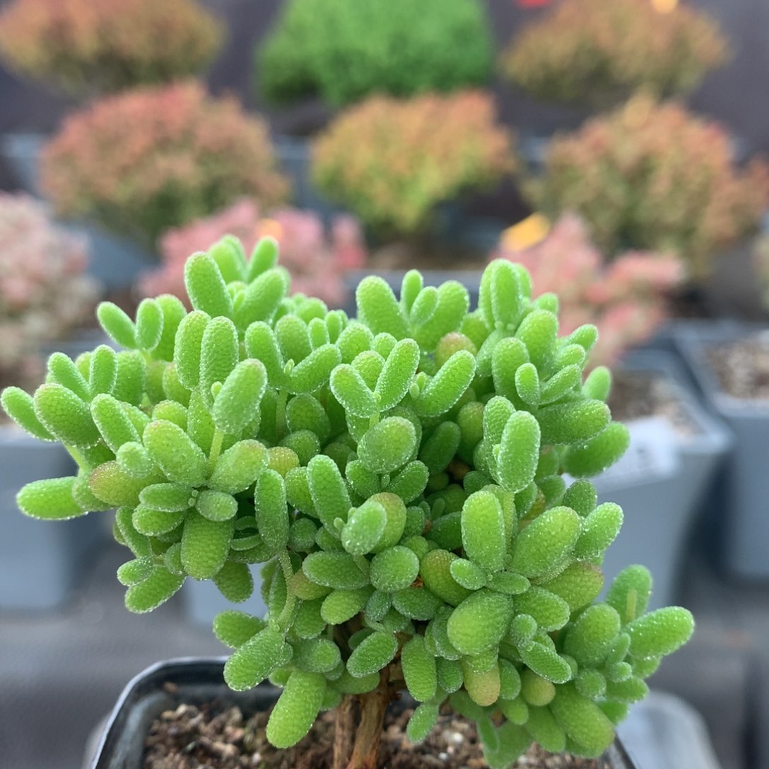 c020蜜橘枝干番杏