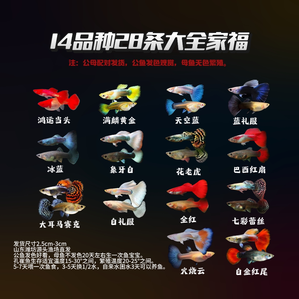 【14品种大全家福】14品种28条纯种易繁殖孔雀鱼全红冰蓝满鳞黄金