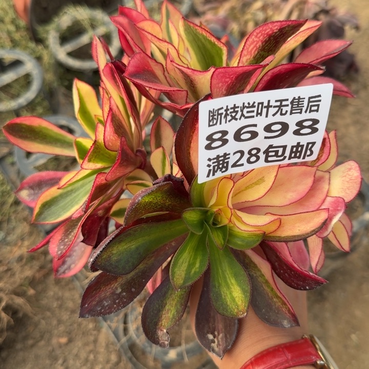 8698三号棚嫁接魅影C