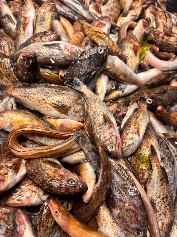 大连小杂伴鱼3斤顺丰包邮