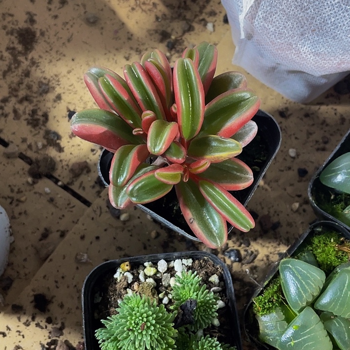 红背椒草带盆土发