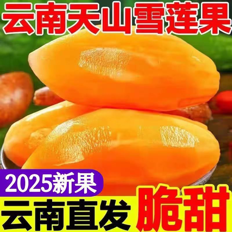新鲜现挖云南雪莲果农家自种 现挖现发脆口清甜多汁煲汤老少皆宜