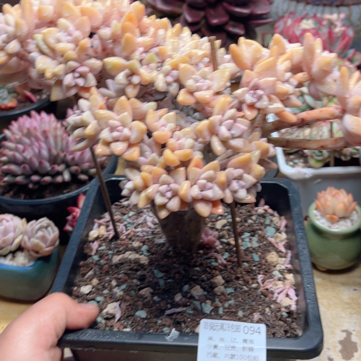 【闪购商品】094淡雪缀