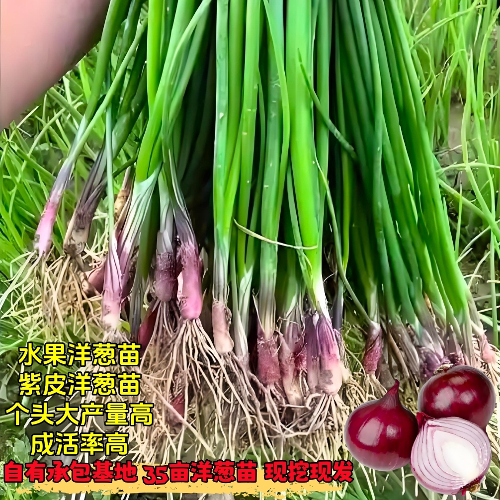 【基地直发】水果洋葱苗子二红皮洋葱种子耐寒紫皮洋葱秧圆葱籽苗