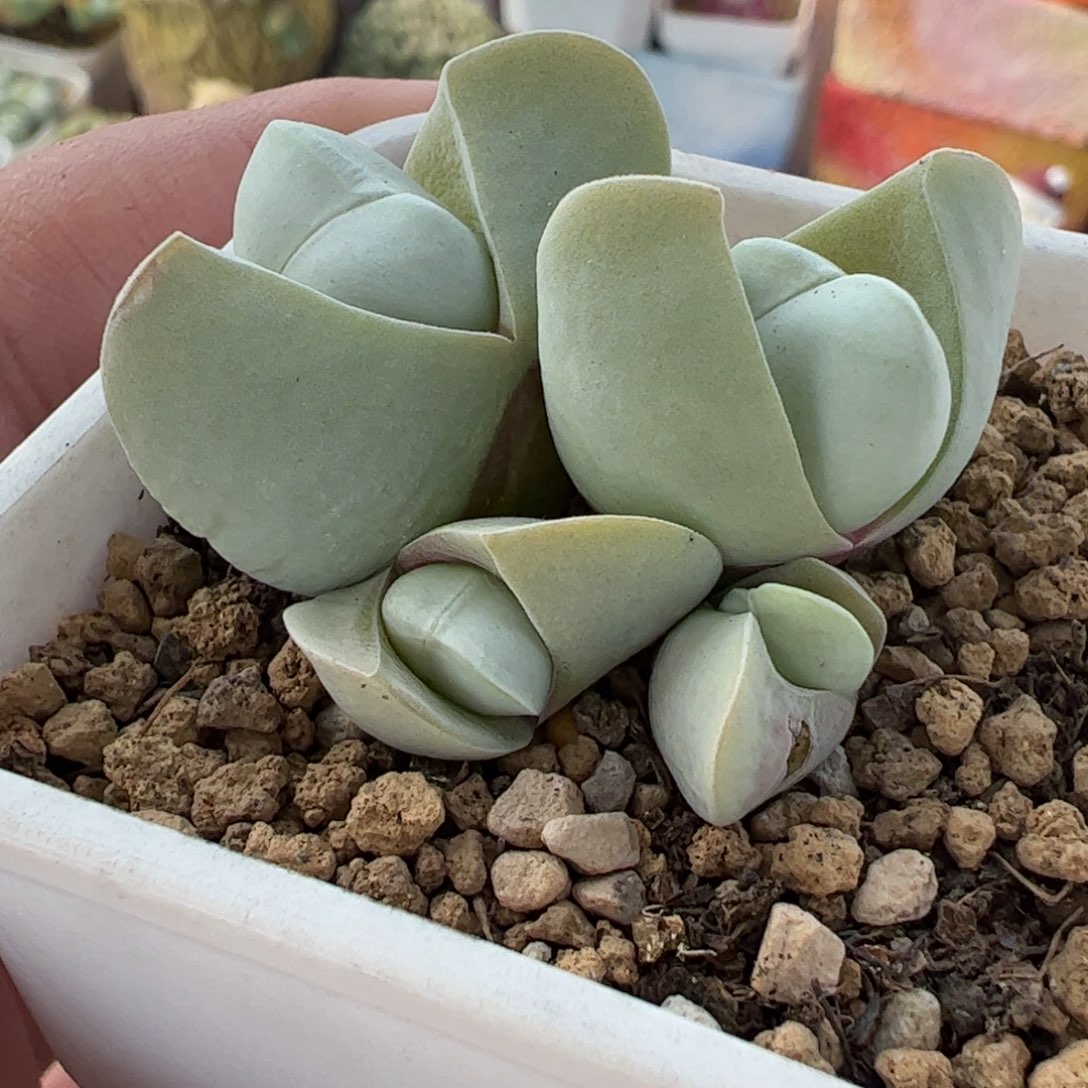 077多肉植物百科