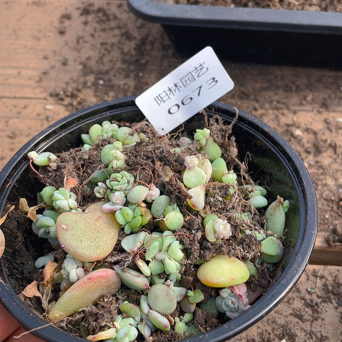 多肉植物多肉植物673