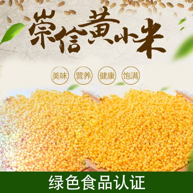黄寨塬小米新米农家熬粥米油多营养丰富优质杂粮 