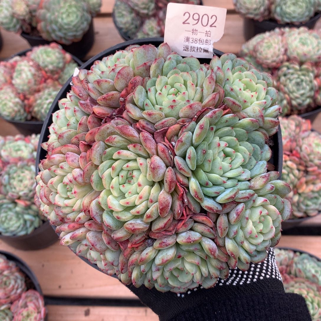 17厘米11头白胖子有砍2902