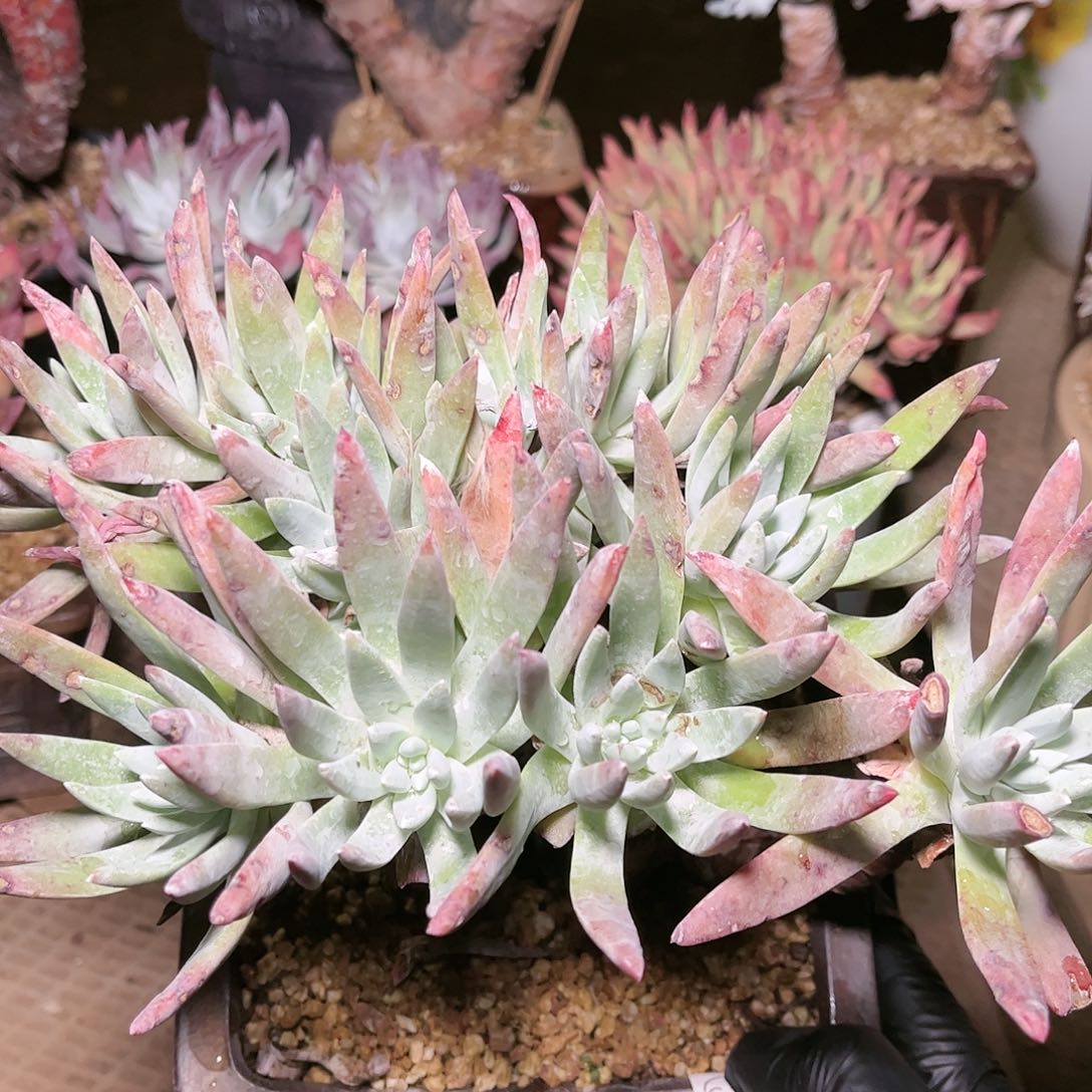 9015蓦然一白菊仙女杯多肉