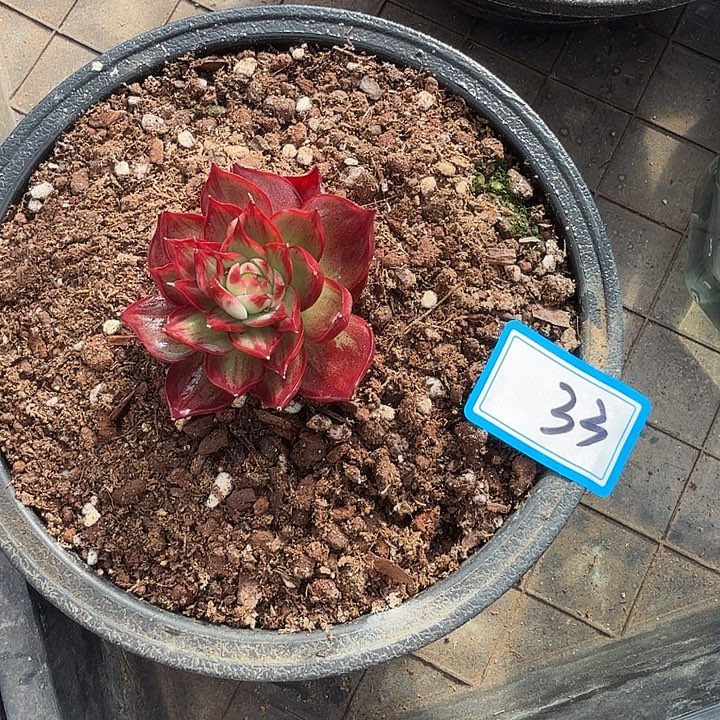 曾***节33---------------