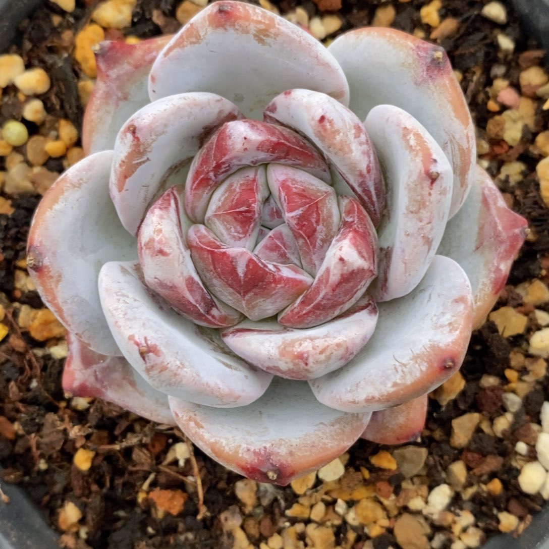 一物一拍精品多肉_