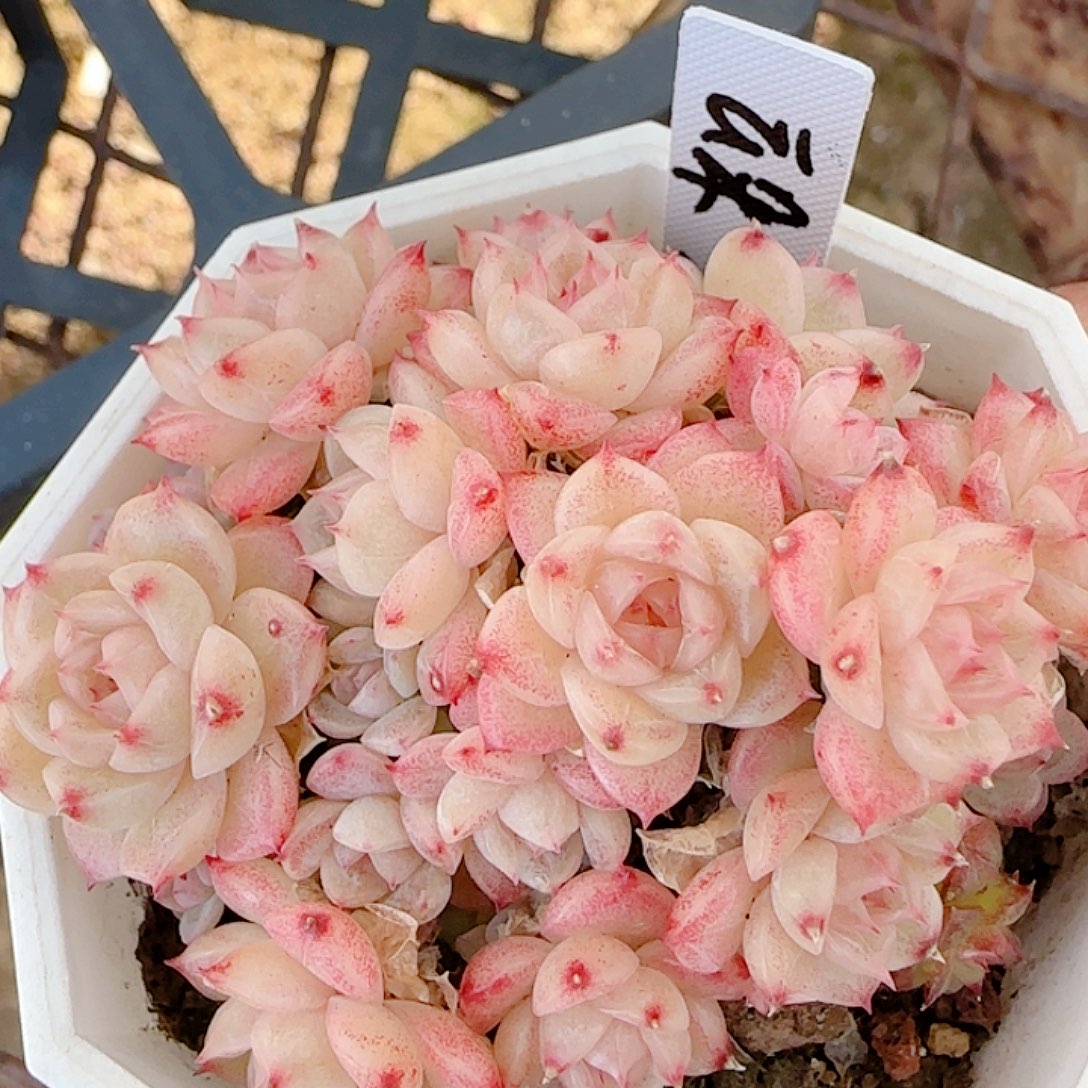 0103-46（云朵-3）优选