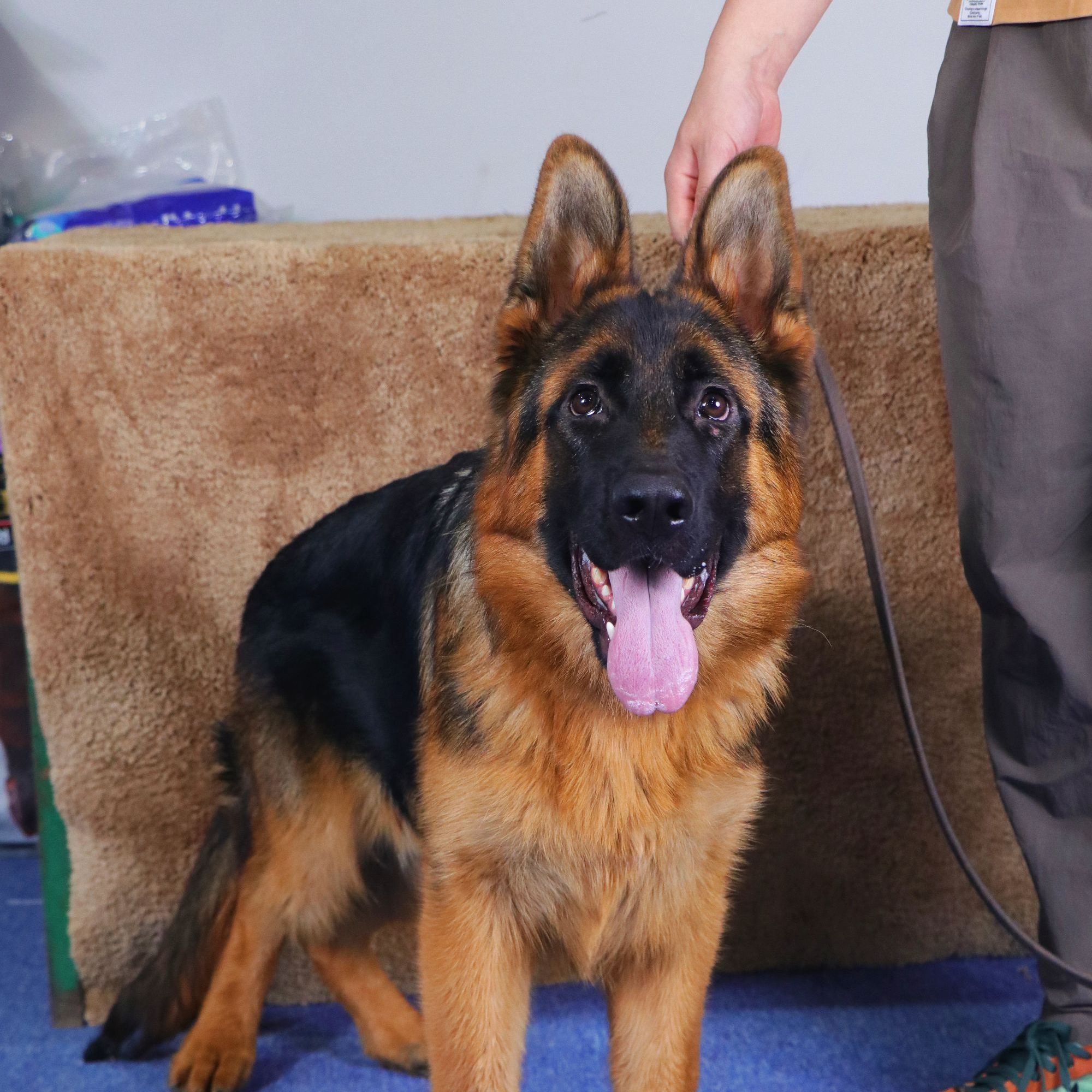 德牧幼犬 小公狼牙