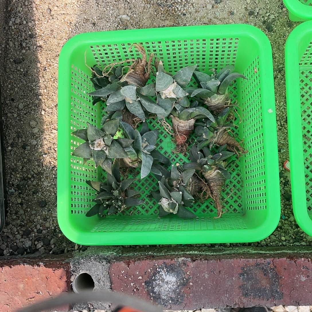以实际为准特价岩牡丹一物一拍