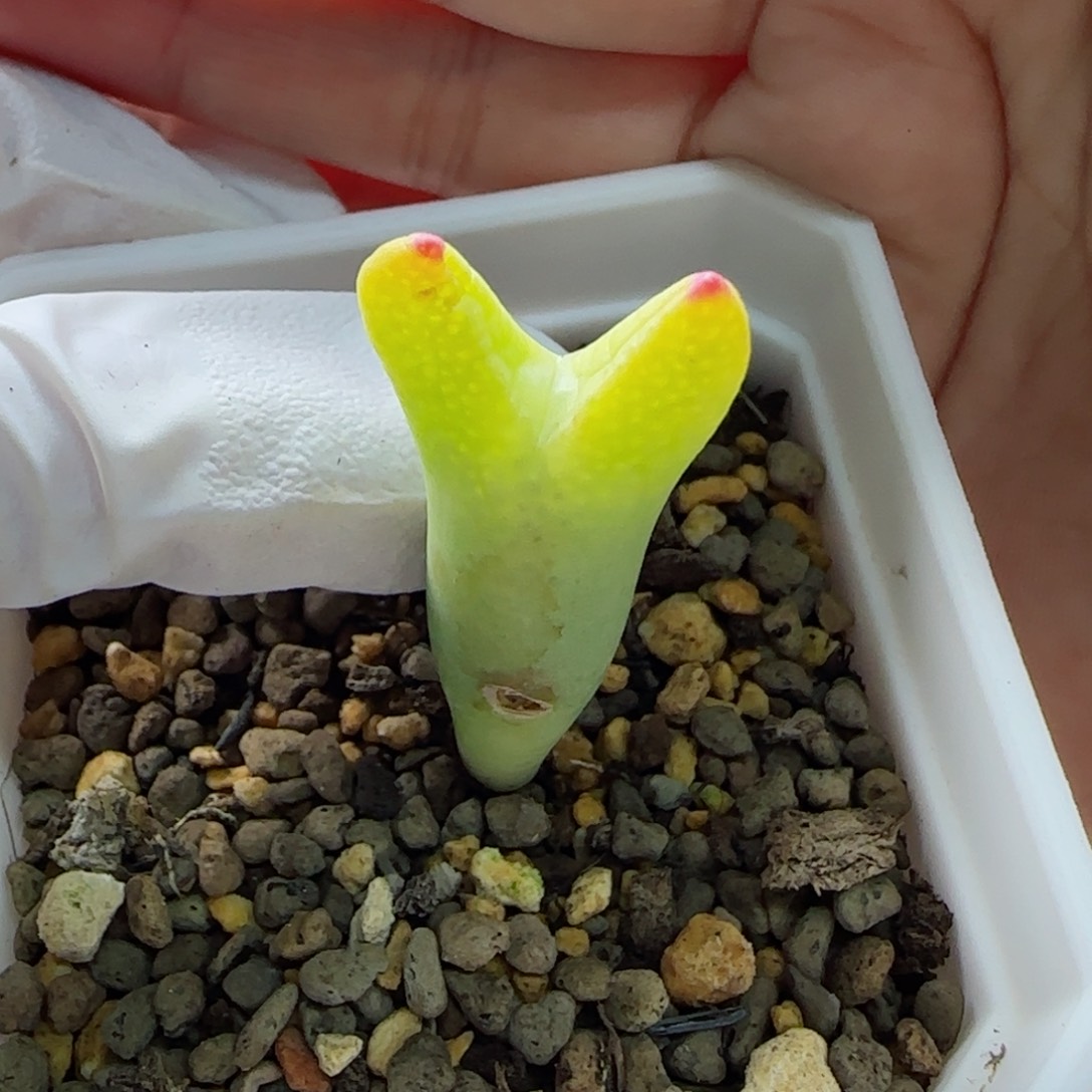 2-11-2-1当天满58包邮一点红皮卡丘有干疤多肉脱土