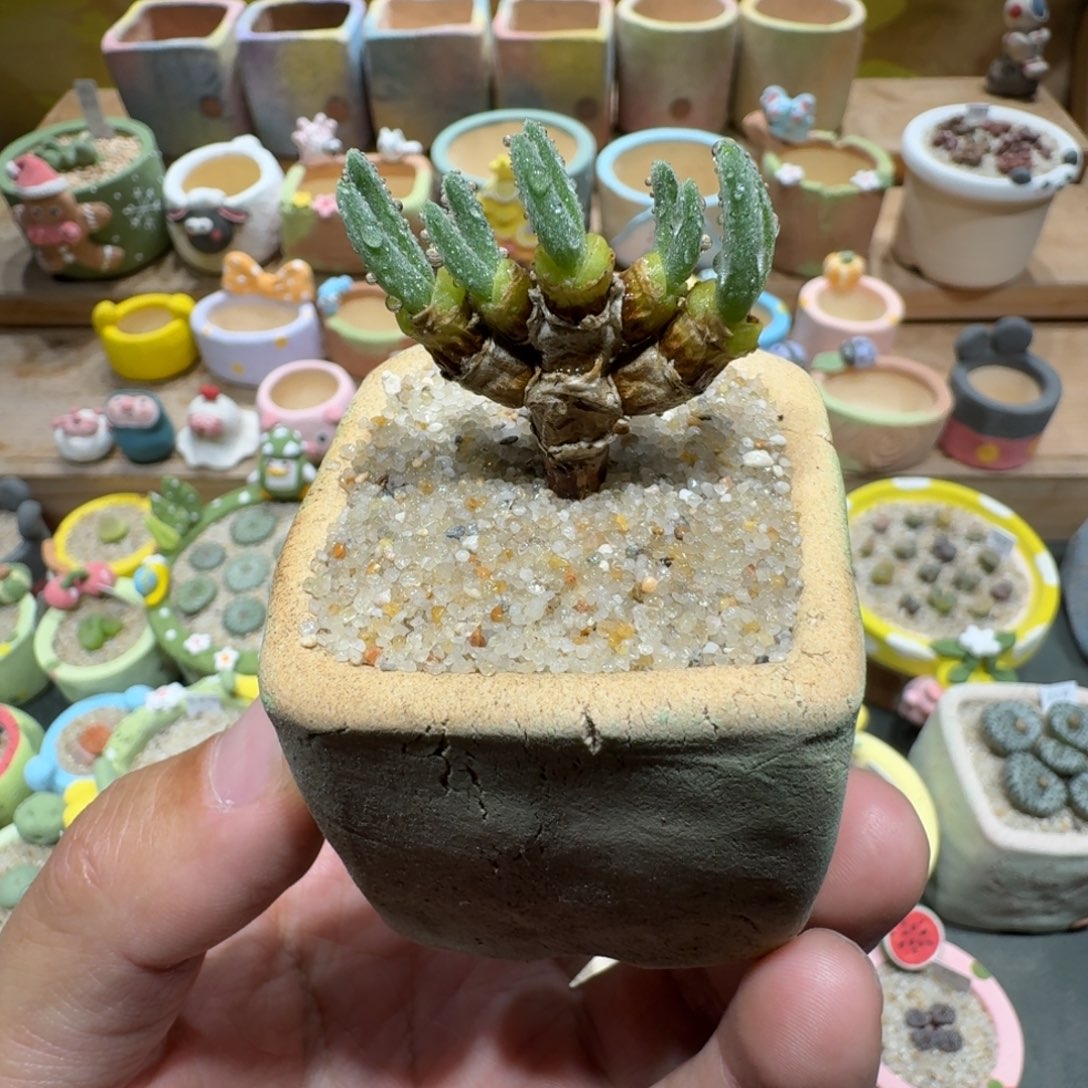 蘑菇1532兔耳朵碧光环脱土发