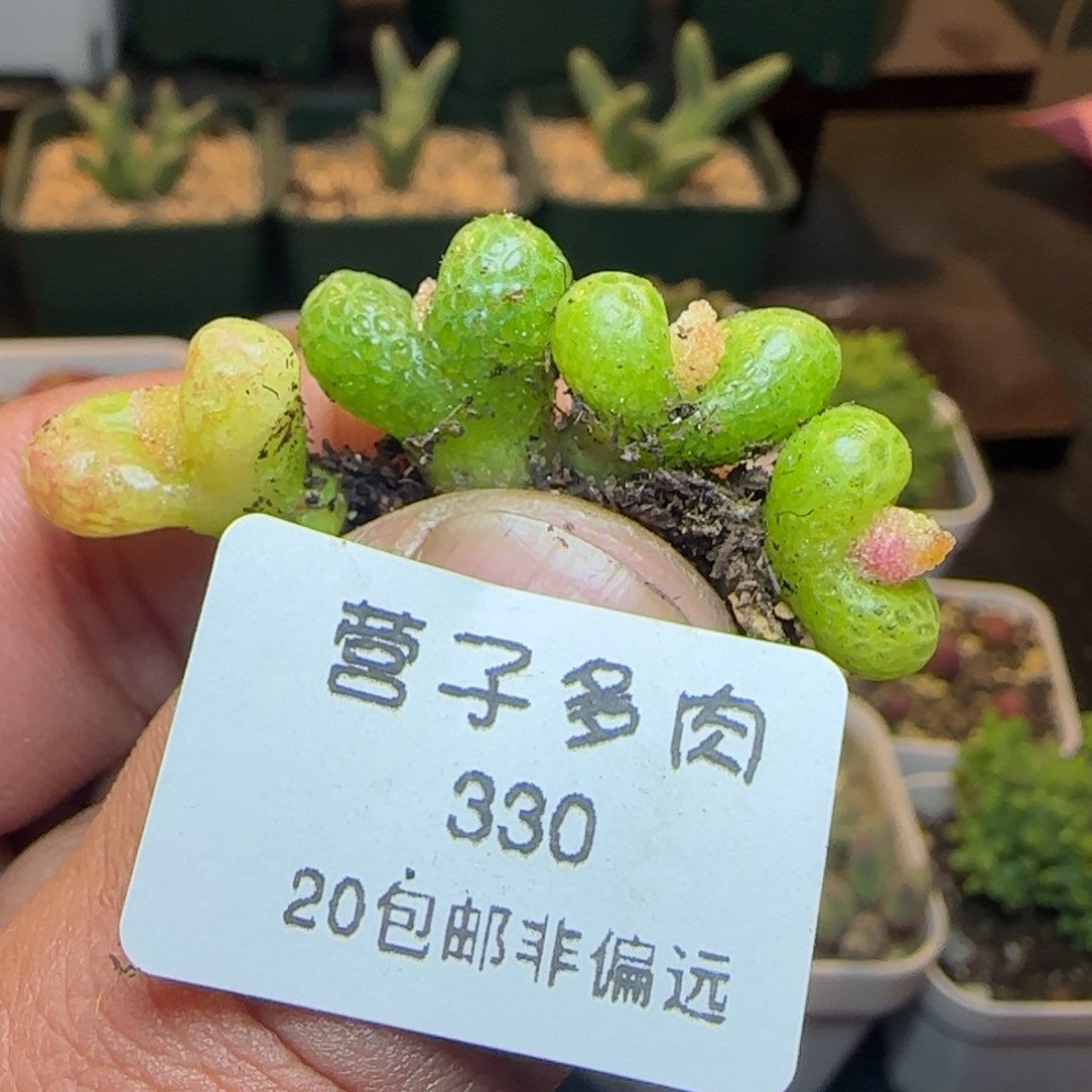 是**呀妖奇玉。             