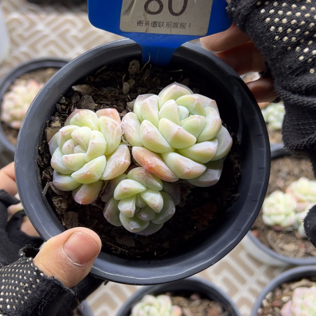 红陶80号多肉植物