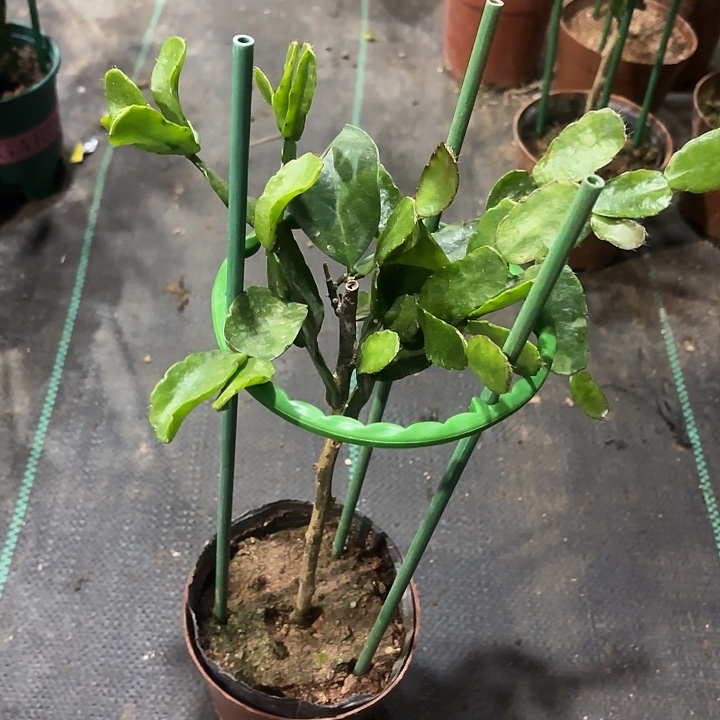 喵***人当前无花栽培后可以开花