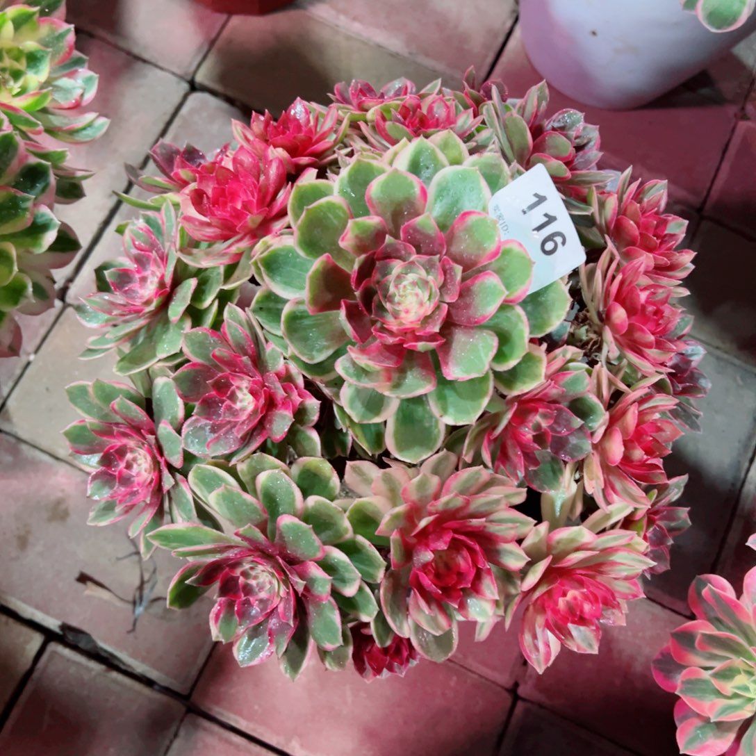 116黑墨镜法师多肉