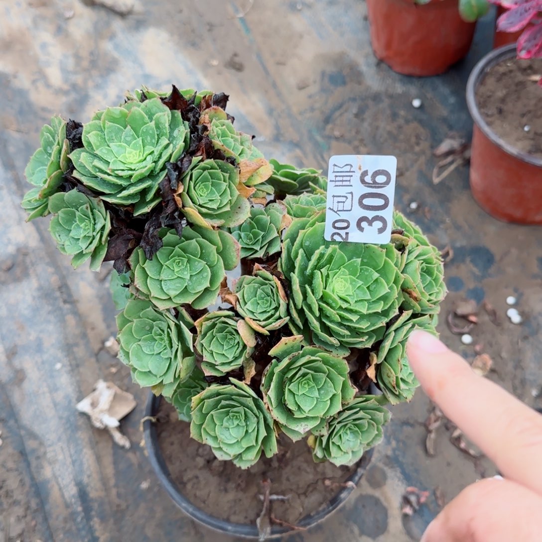 绿羊绒306满20包邮断枝不包