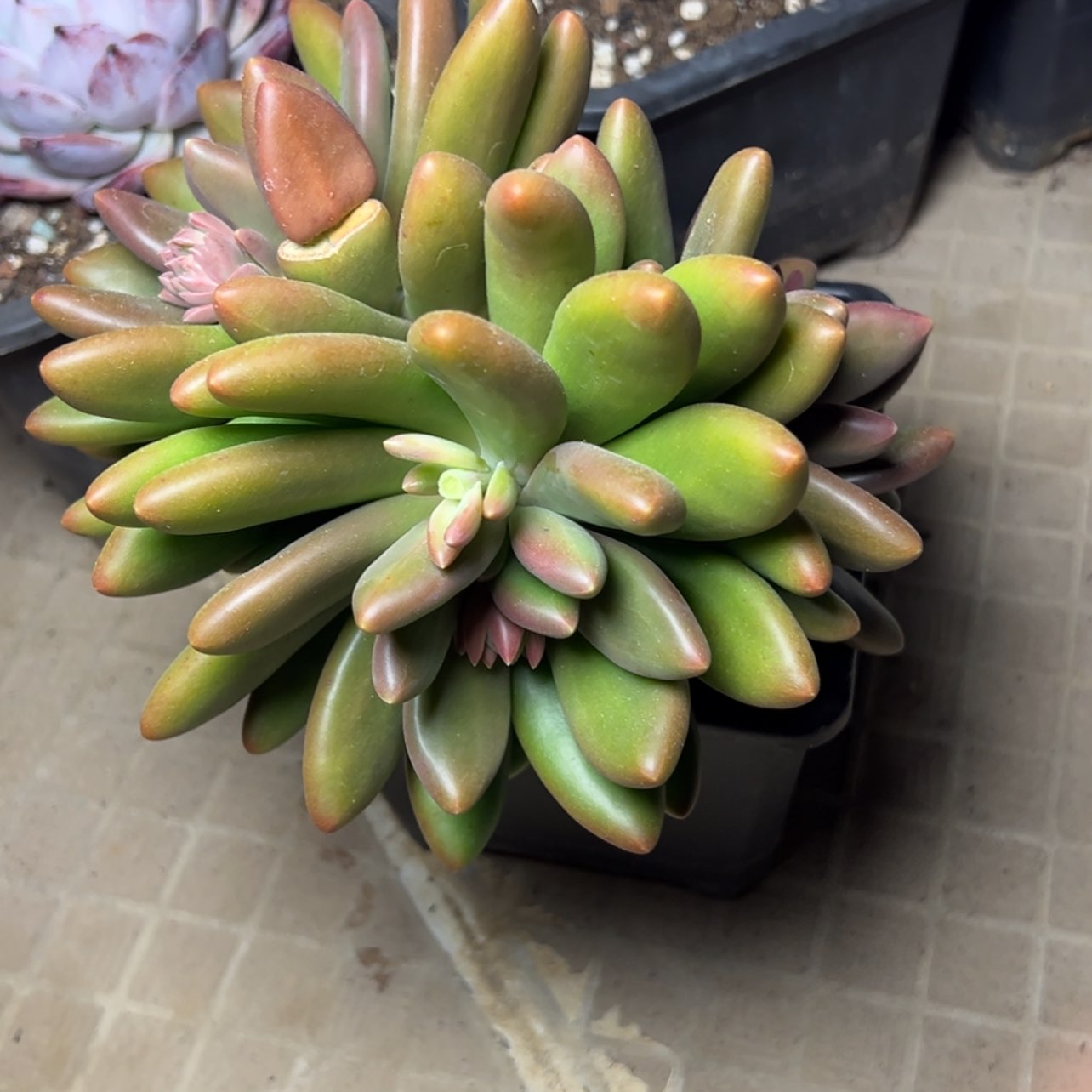 【闪购商品】?****y芒果奶多肉49.9