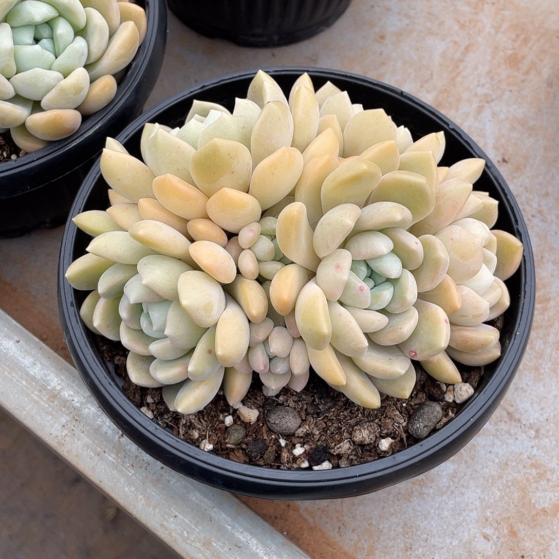 多肉植物福力链接